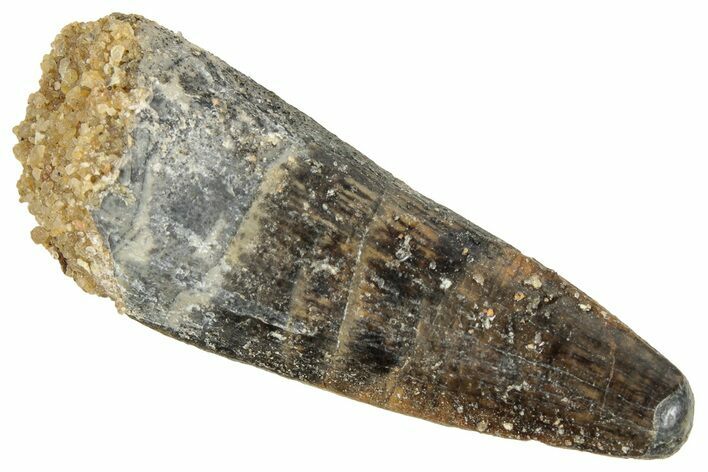 Juvenile Fossil Spinosaurus Tooth - Real Dinosaur Tooth #348678